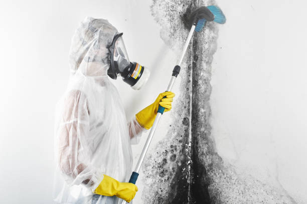 Best Mold Removal for HVAC Installations  in Cayce, SC